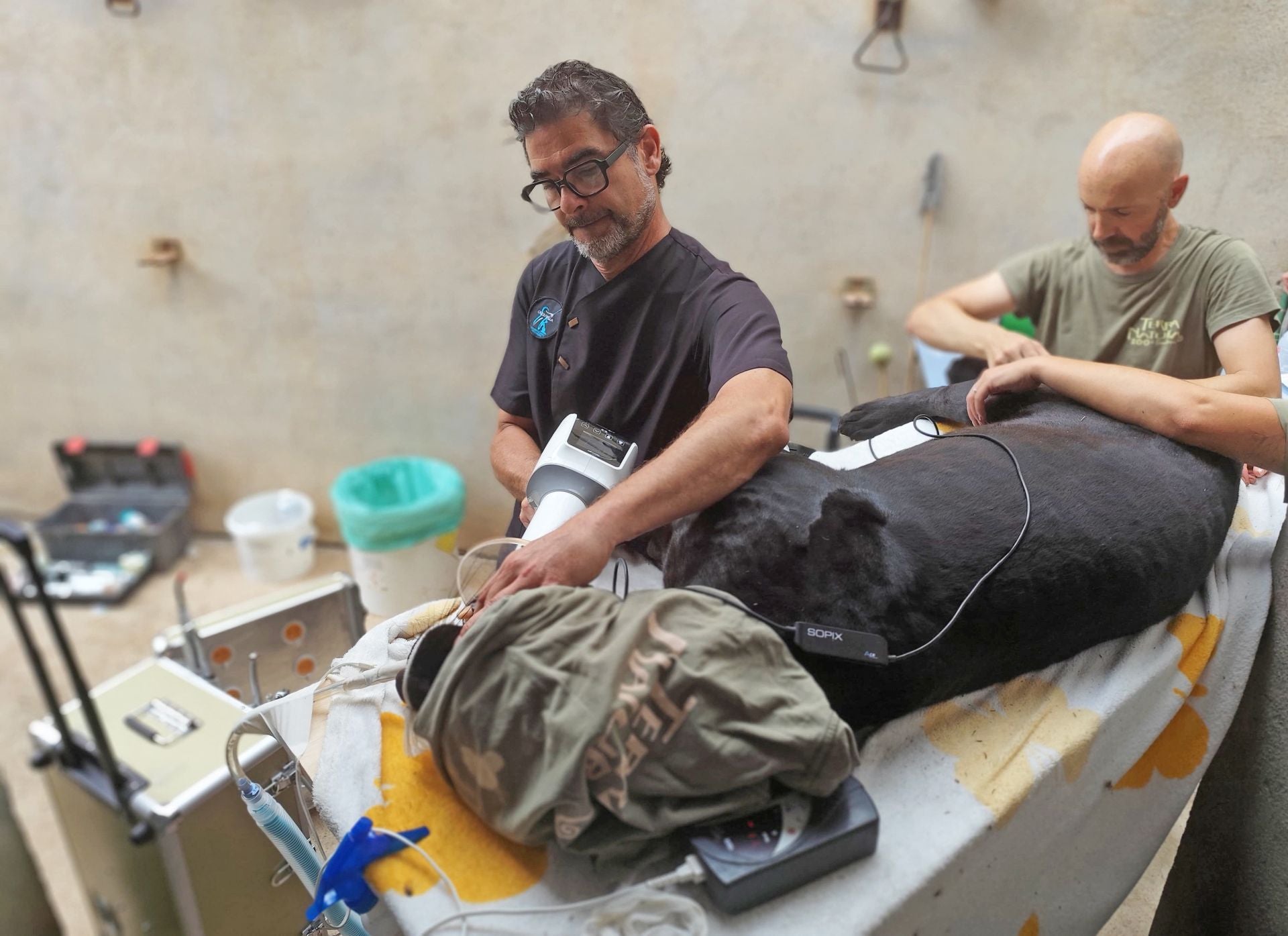 Logran anestesiar a un jaguar sin necesidad de usar dardos