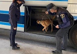 Dos agentes de la unidad canina de la Policía Local de Alicante, en un registro en la estación de autobuses.