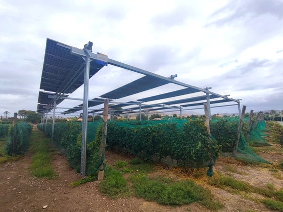 Plantación agrivoltaica en Novelda