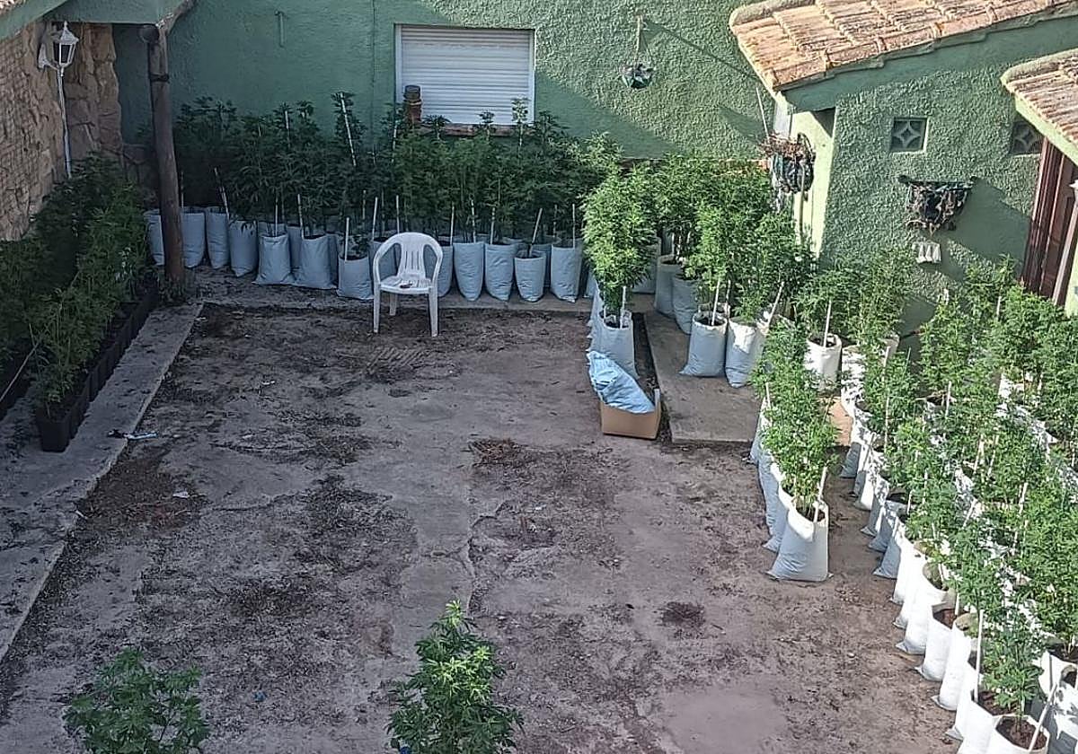 Cultivo 'indoor' desmantelado en Rojales.