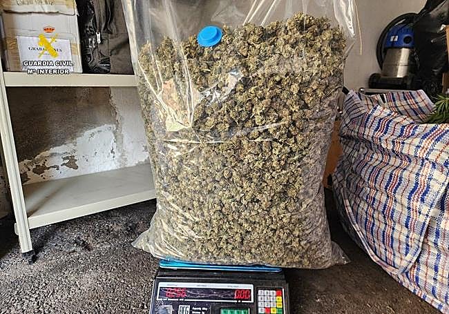 Cogollos requisados por la Guardia Civil.