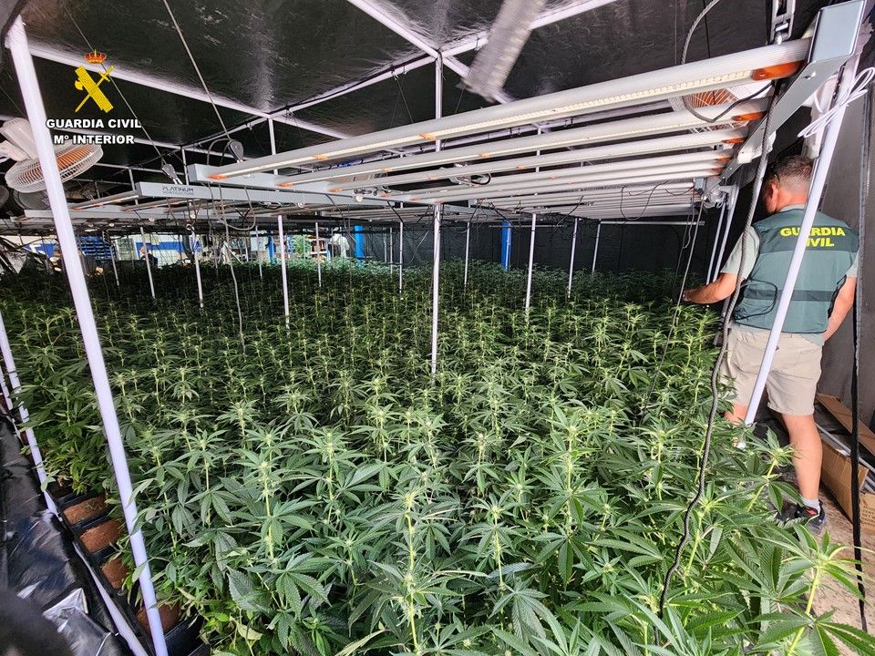 La Guardia Civil desmantela un macrocultivo de 1.500 plantas de marihuana en una nave industrial de un pueblo de Alicante