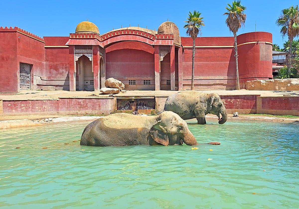 Elefante de Terra Natura Benidorm con un helado.