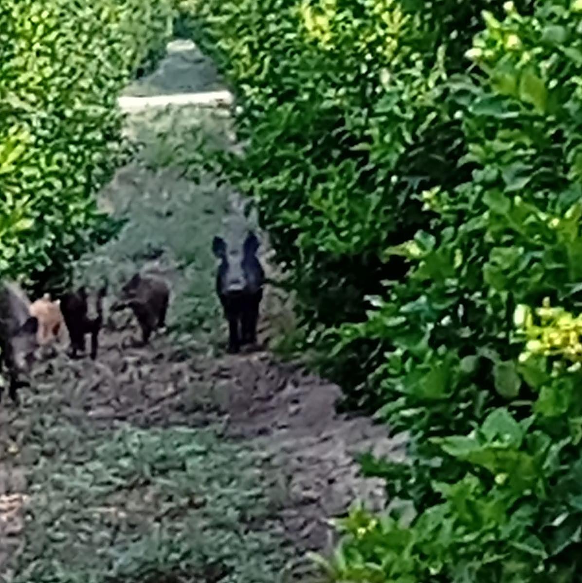 Imagen principal - Un municipio alicantino cazará jabalíes para proteger su agricultura