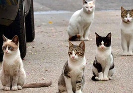 La actuación cuenta con el apoyo de la Diputación de Alicante, que ha concedido una subvención de 12.032,08 euros.