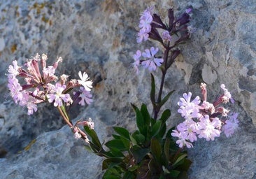 La planta alicantina que seguiremos viendo gracias a la intervención científica
