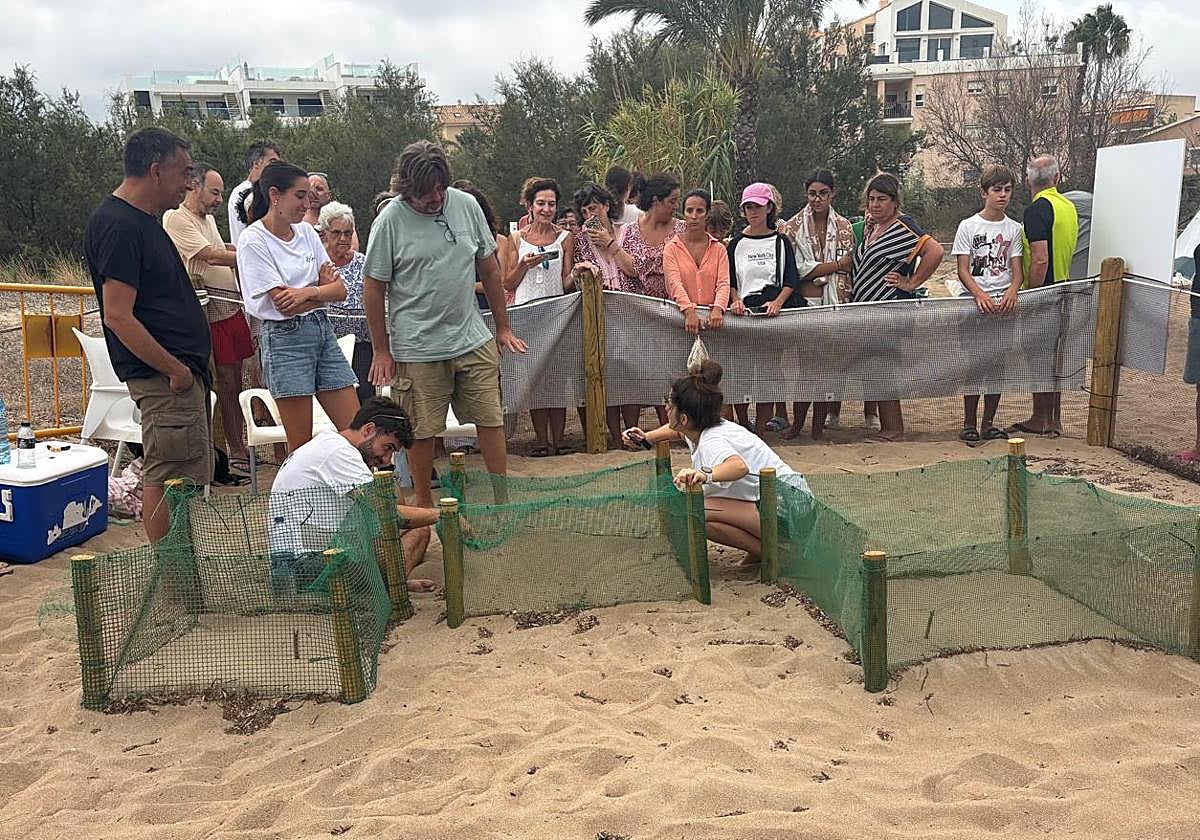 Nido de tortugas acotado en la zona de playa de Dénia.