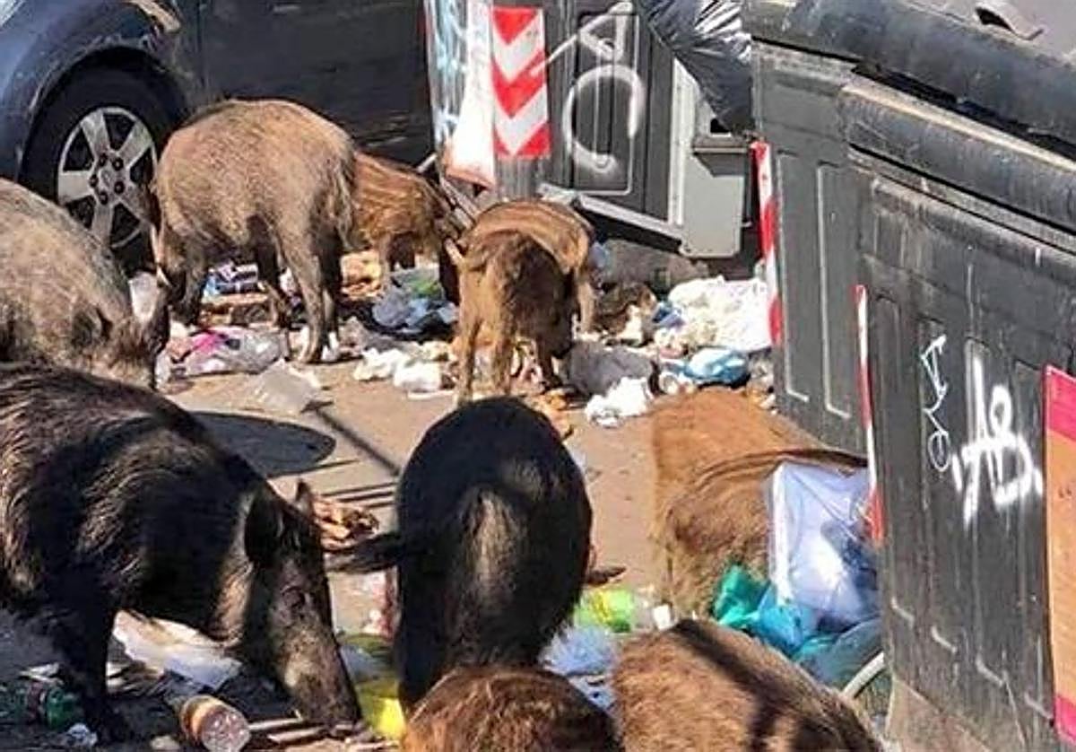 Jabalíes comen entre la basura depositada en contenedores.