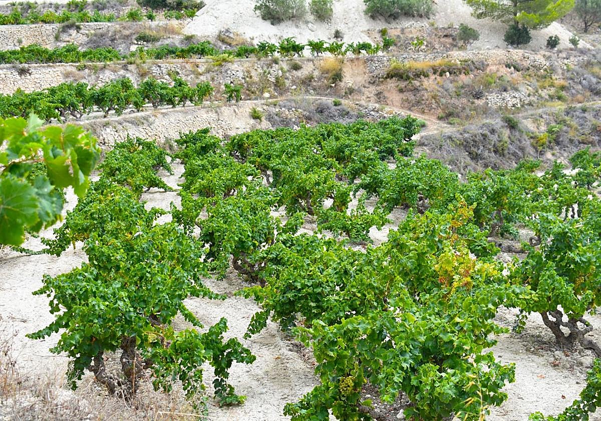 Cultivo de uva de moscatell.