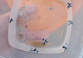 Ejemplares encontrados en la playa.