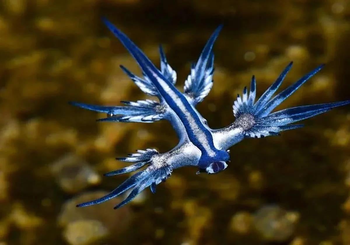 Ejemplar del dragón azul, babosa marina que amenaza a los bañistas de las playas alicantinas.