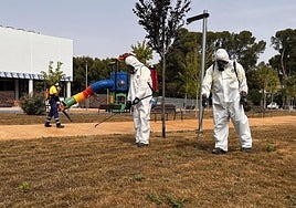 Dos técnicos fumigan la zona afectada para intentar acabar con la plaga.