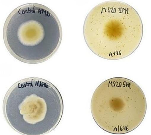 Muestras de las pruebas de los nuevos envases.