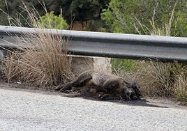 Jabalí muerto en la cuneta de una carretera en la provincia de Alicante.