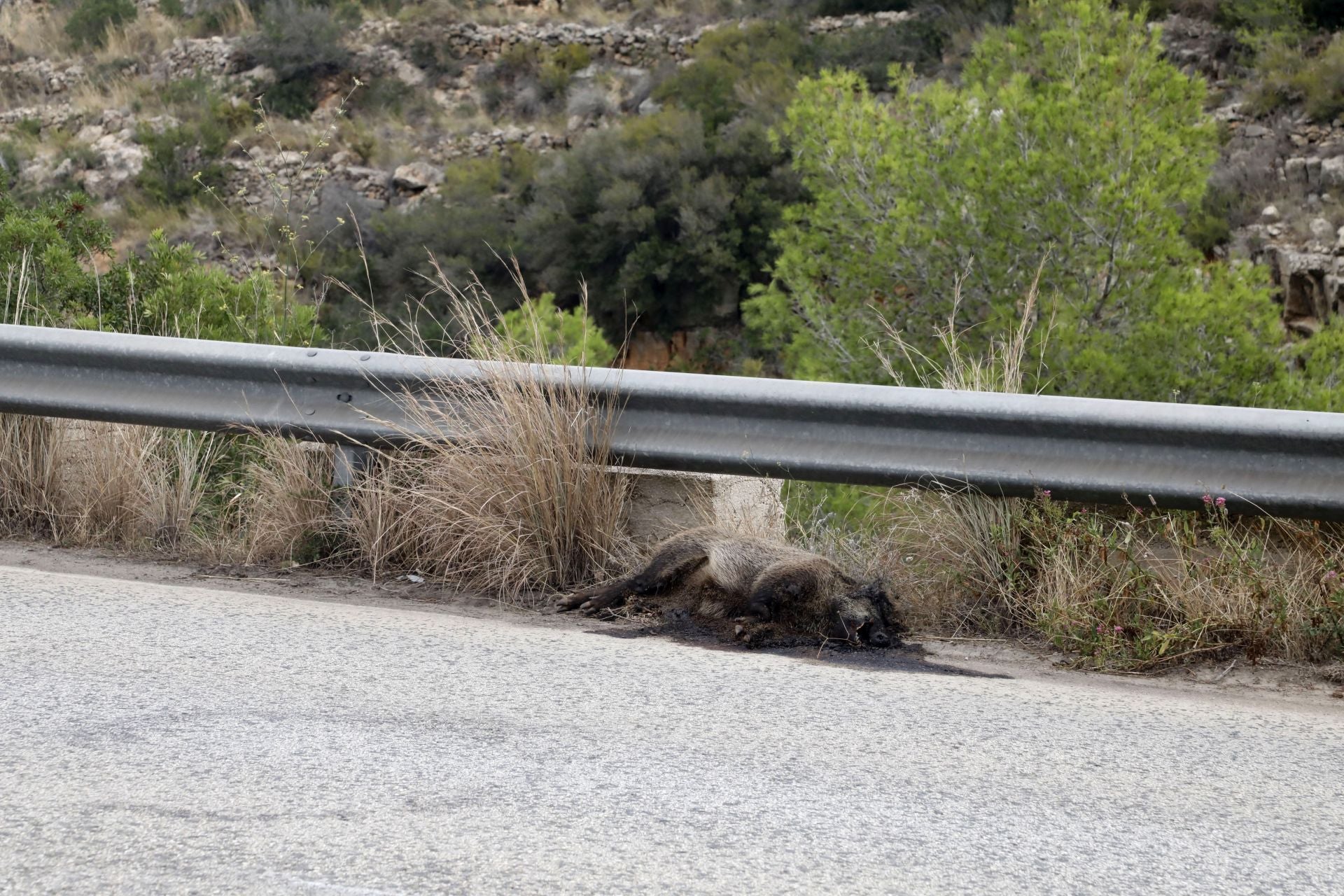 Jabalí muerto en la cuneta de una carretera en la provincia de Alicante.
