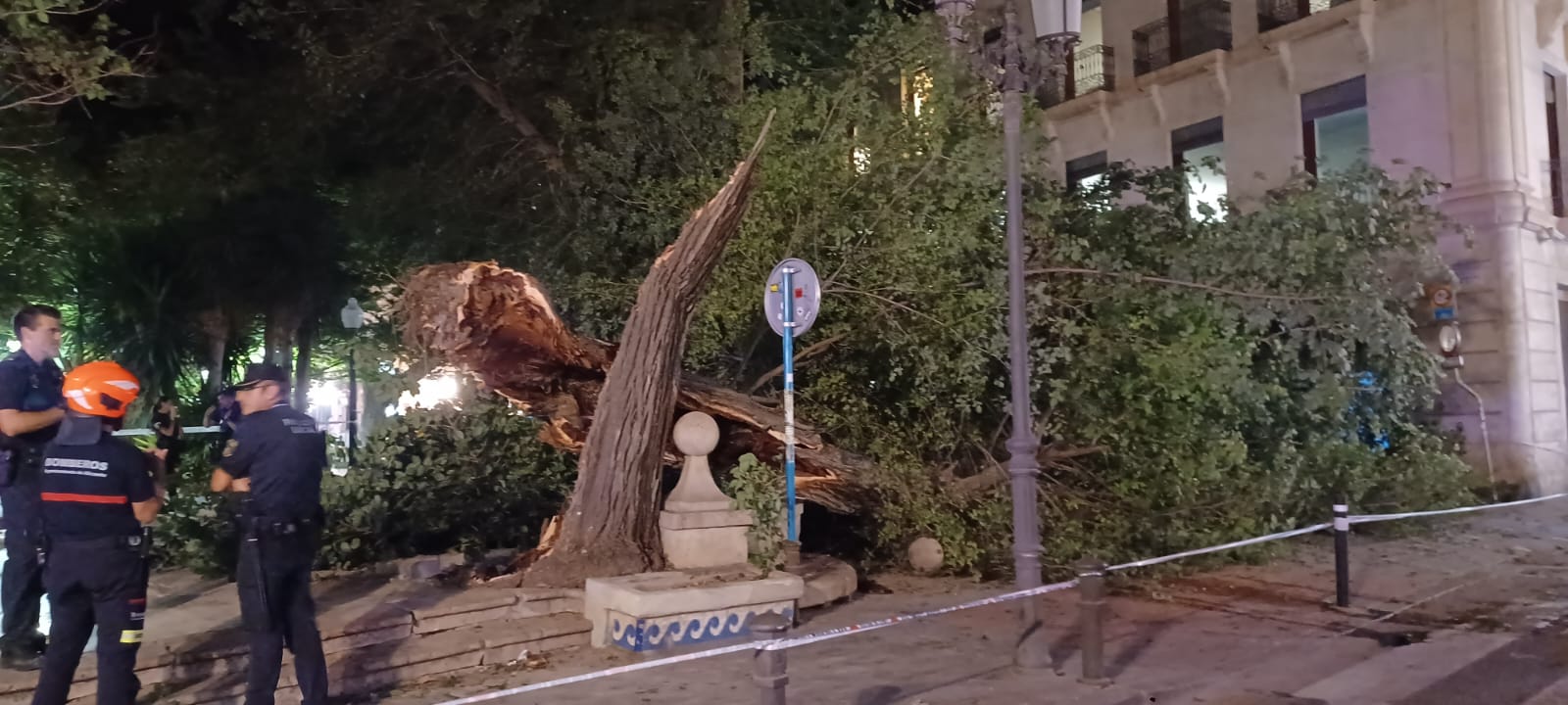 Las imágenes de la espectacular caída del árbol centenario de Alicante