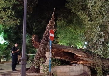 Susto en pleno centro de Alicante: un árbol centenario se desploma en Gabriel Miró