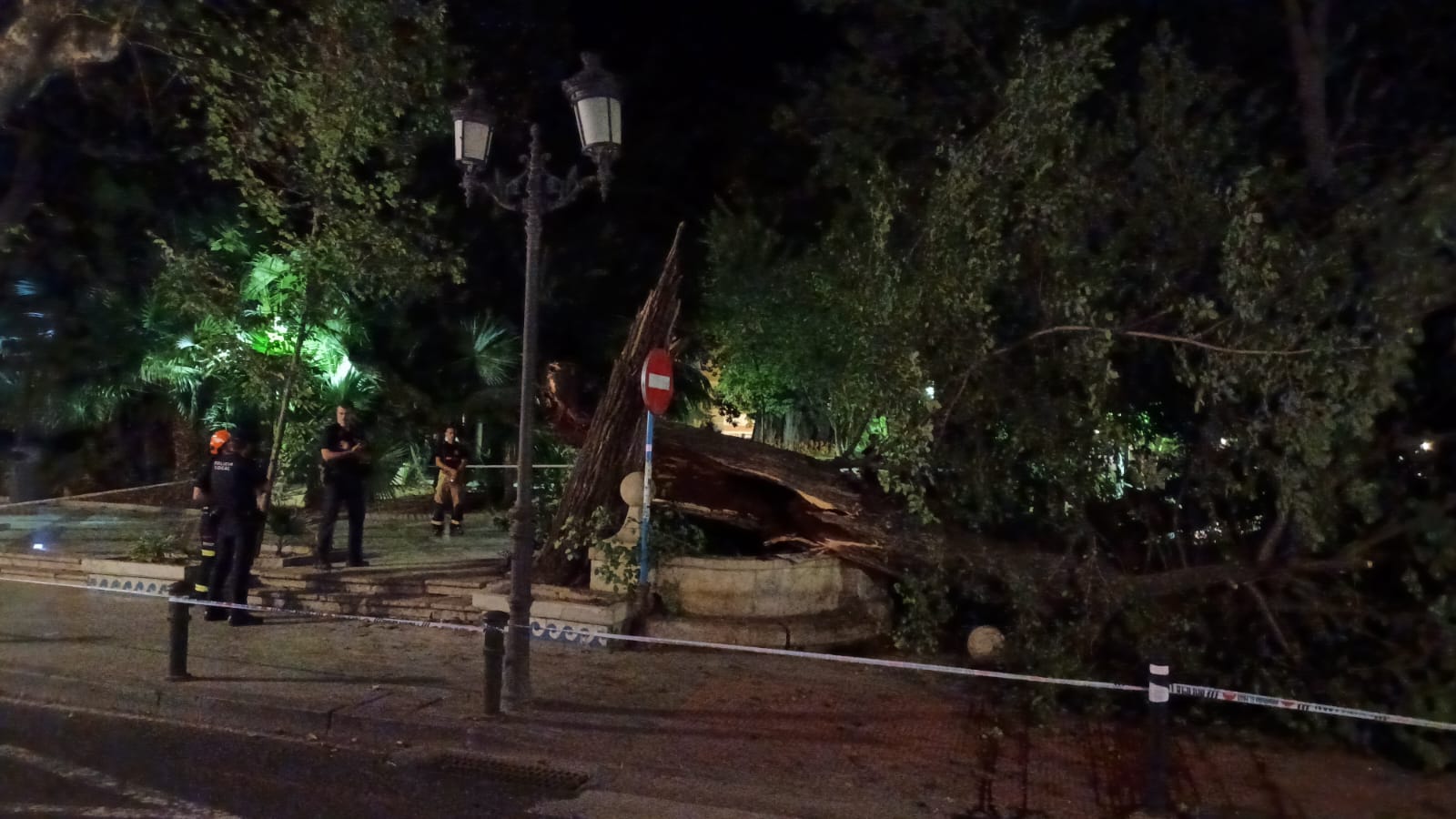Las imágenes de la espectacular caída del árbol centenario de Alicante