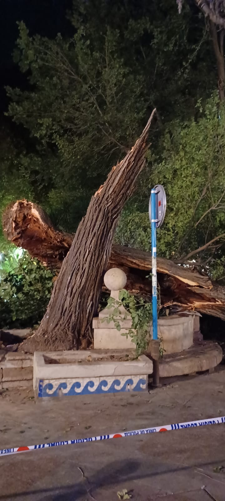 Las imágenes de la espectacular caída del árbol centenario de Alicante