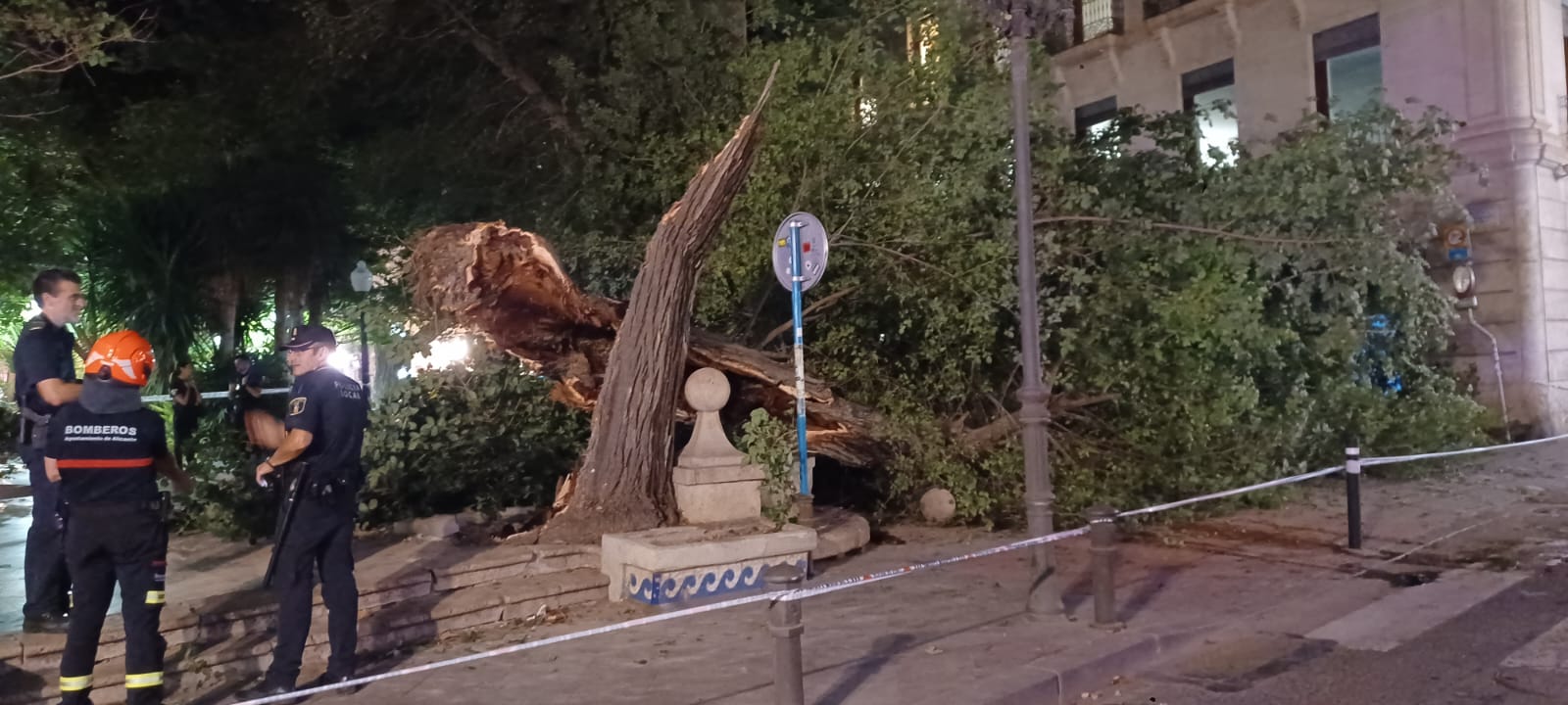 Las imágenes de la espectacular caída del árbol centenario de Alicante