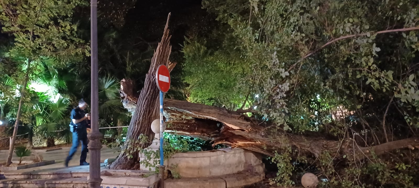 Las imágenes de la espectacular caída del árbol centenario de Alicante