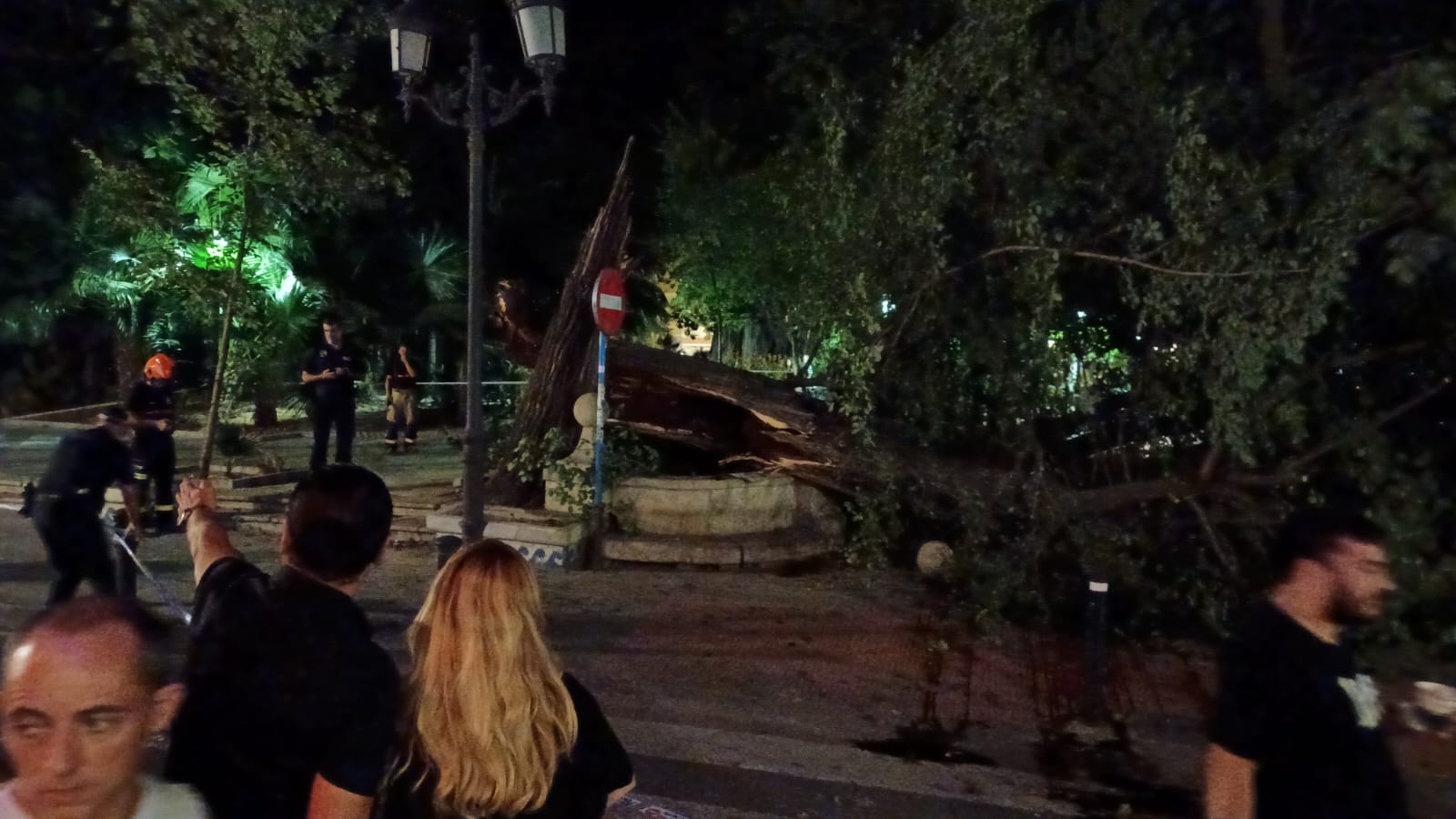 Las imágenes de la espectacular caída del árbol centenario de Alicante