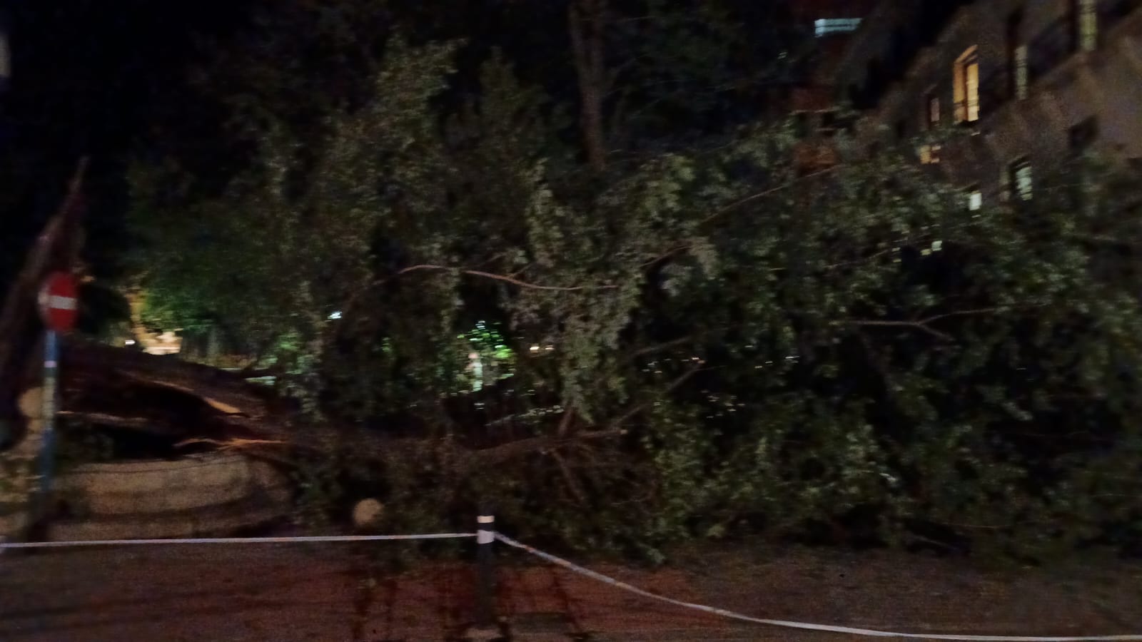 Las imágenes de la espectacular caída del árbol centenario de Alicante