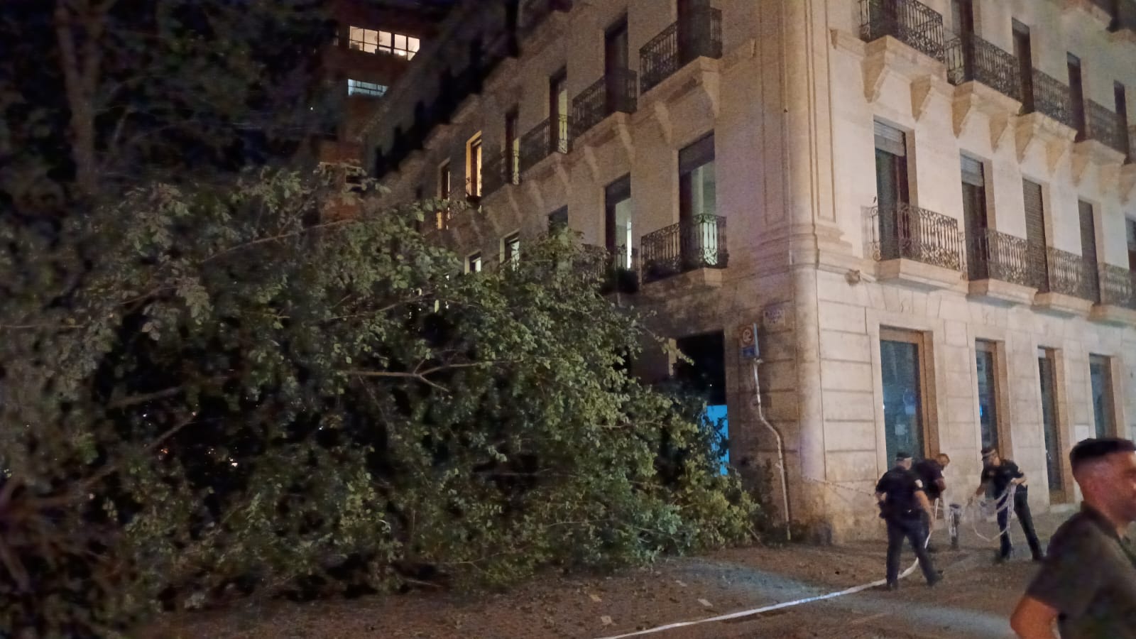 Las imágenes de la espectacular caída del árbol centenario de Alicante