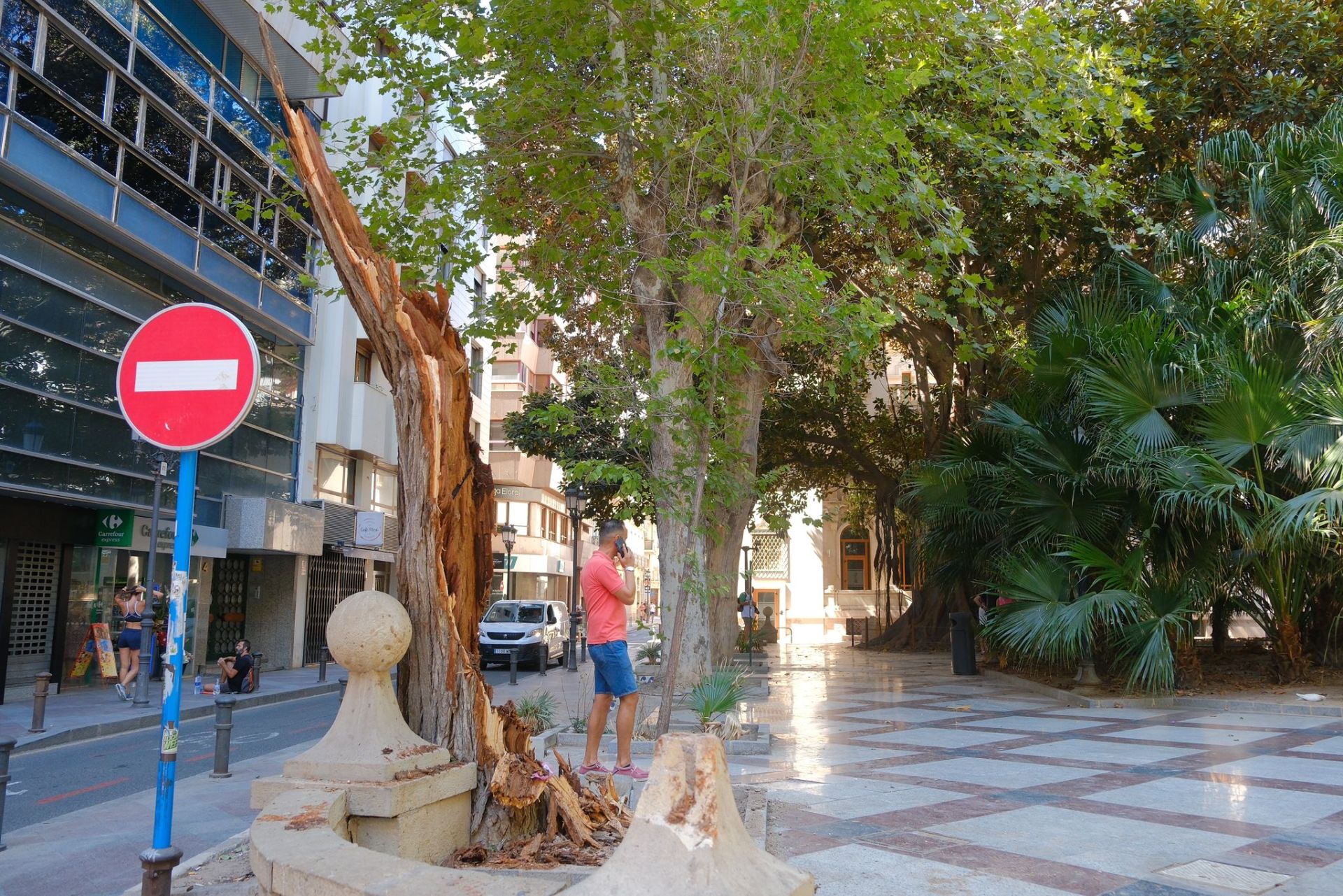 Las imágenes de la espectacular caída del árbol centenario de Alicante