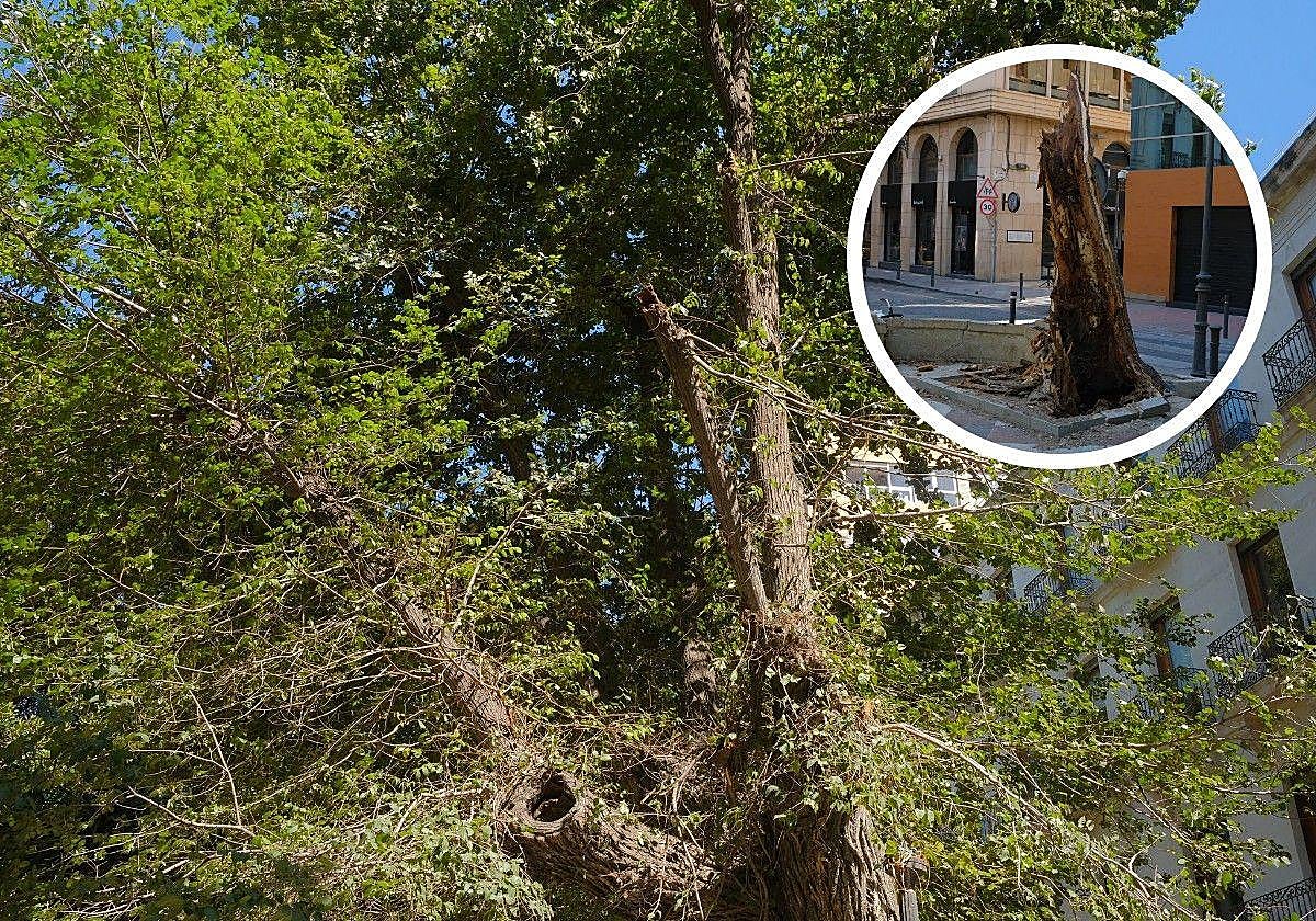 Imagen principal - Alicante revisará todos los árboles monumentales tras la caída de un olmo centenario en Gabriel Miró