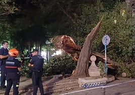 Imagen de la caída de un olmo centenario en Gabriel Miró.