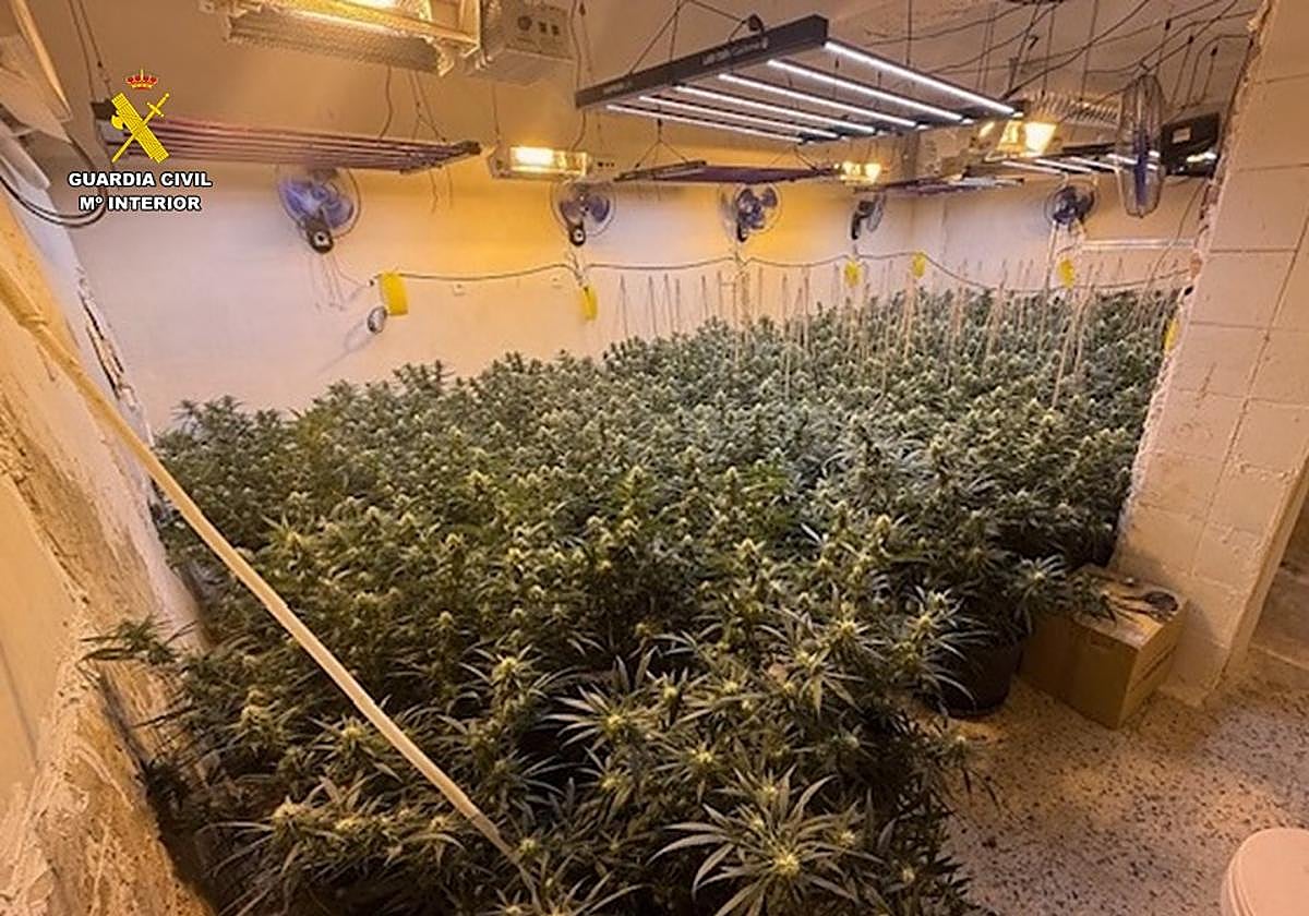 Plantación de marihuana desmantelada en la vivienda de Villena.