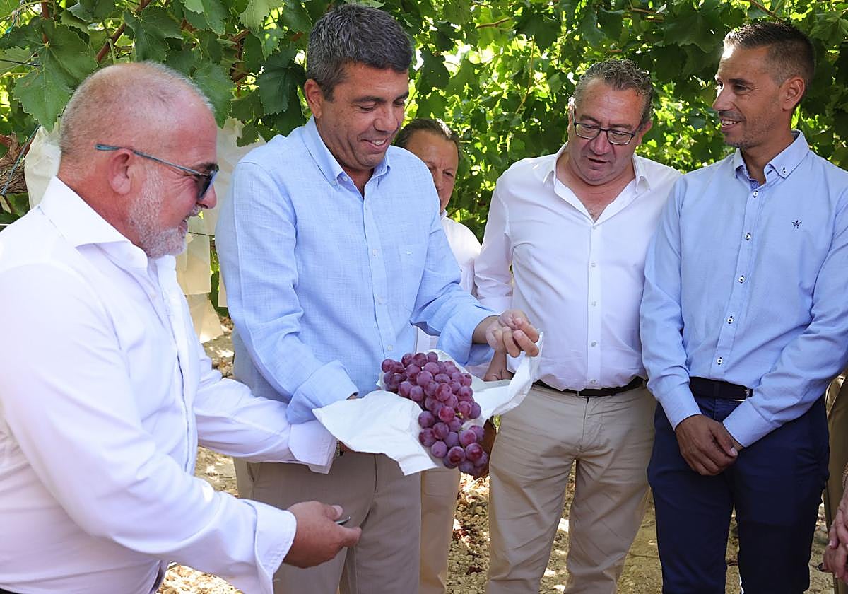 Los presidentes de la Generalitat, Carlos Mazón, y el de la Diputación, Toni Pérez, en el corte de uva.