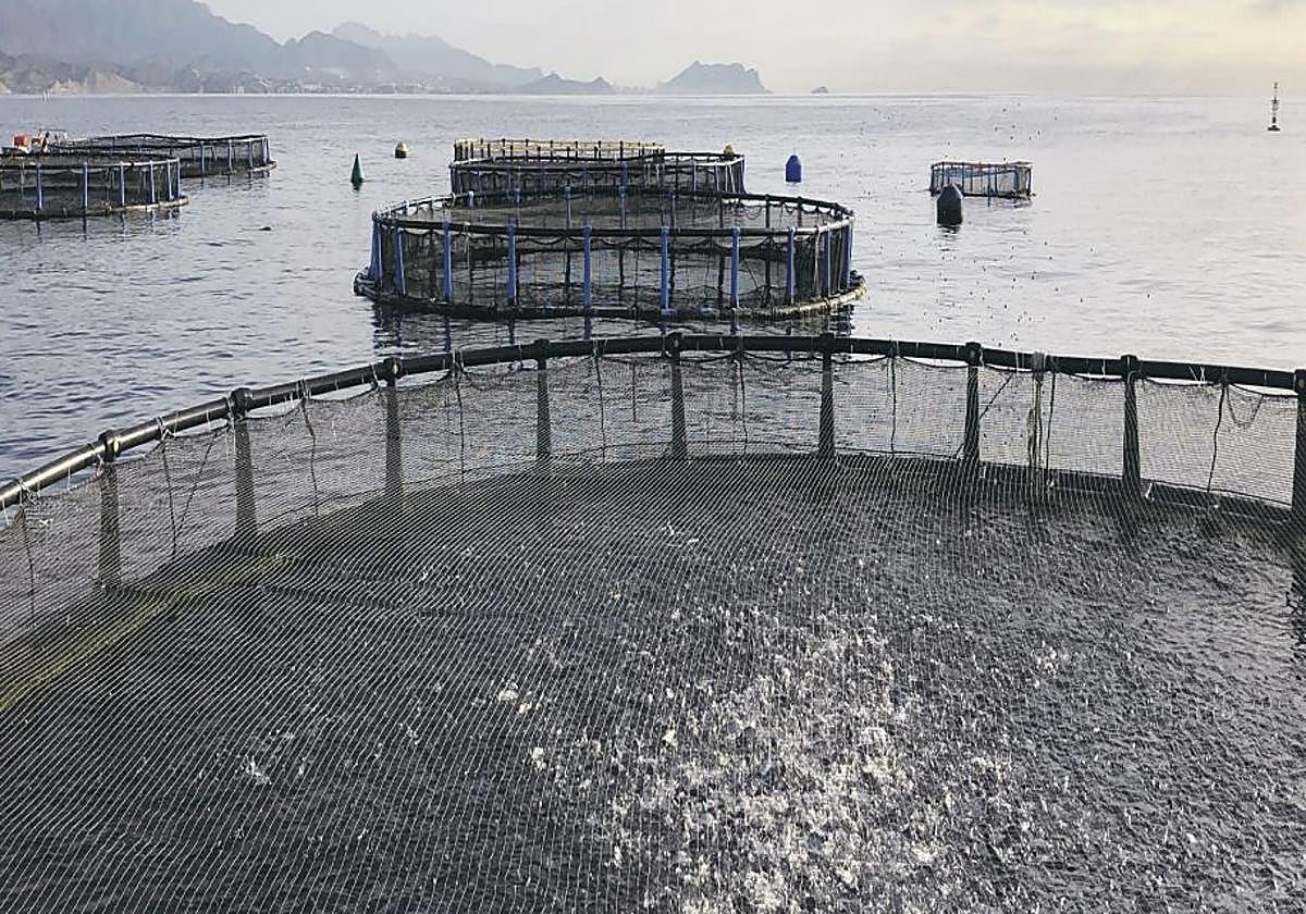 El Vilamuseu acoge hasta noviembre la exposición sobre paisaje sonoro submarino y ecosistemas.