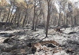 La superficie afectada por el incendio era mayoritariamente forestal.