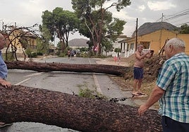 Árboles caídos en una carretera de Redován.