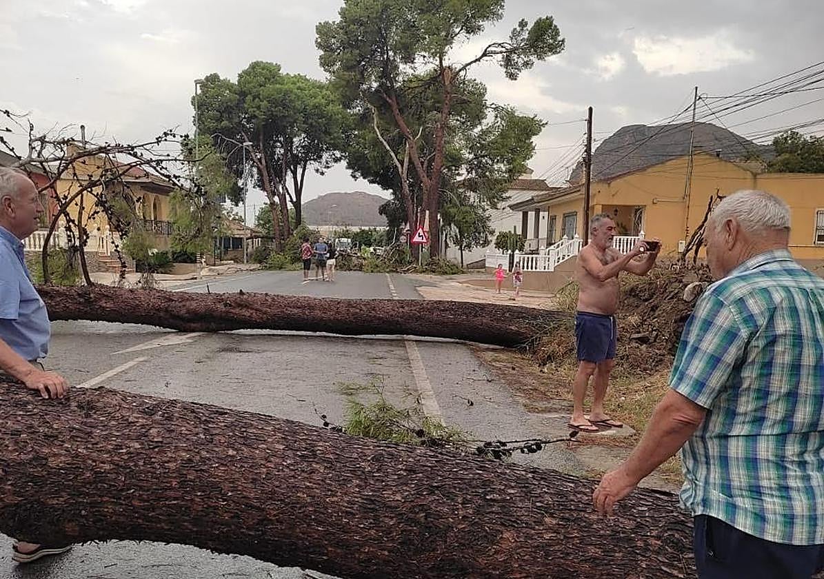 Árboles caídos en una carretera de Redován.