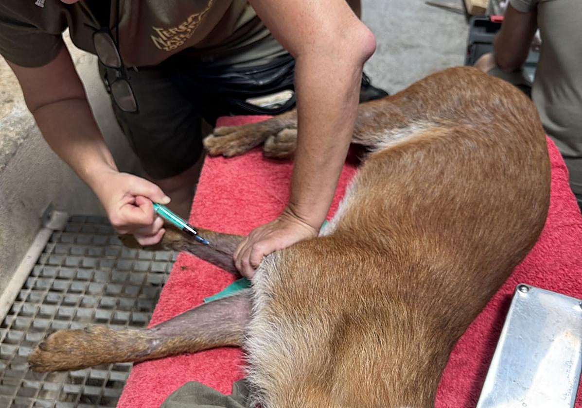 Administración de anestesia a un dhole.