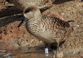 La cerceta pardilla, especie en peligro crítico, protagoniza un estudio de seguimiento liderado por la UMH.