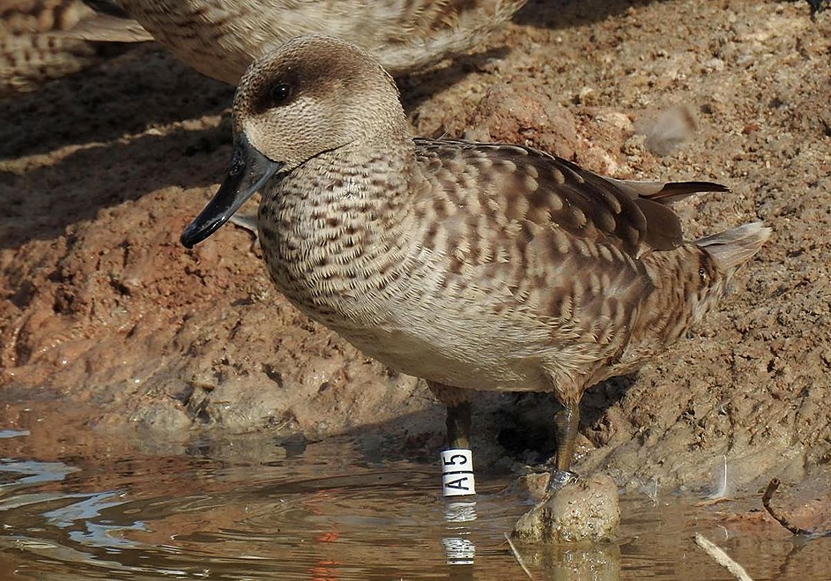 La cerceta pardilla, especie en peligro crítico, protagoniza un estudio de seguimiento liderado por la UMH.