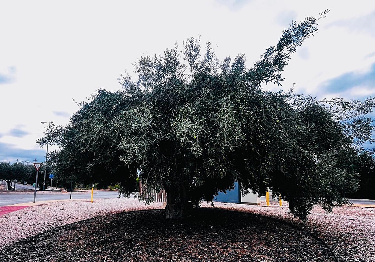 Uno de los olivos plantados en zonas públicas de Finestrat