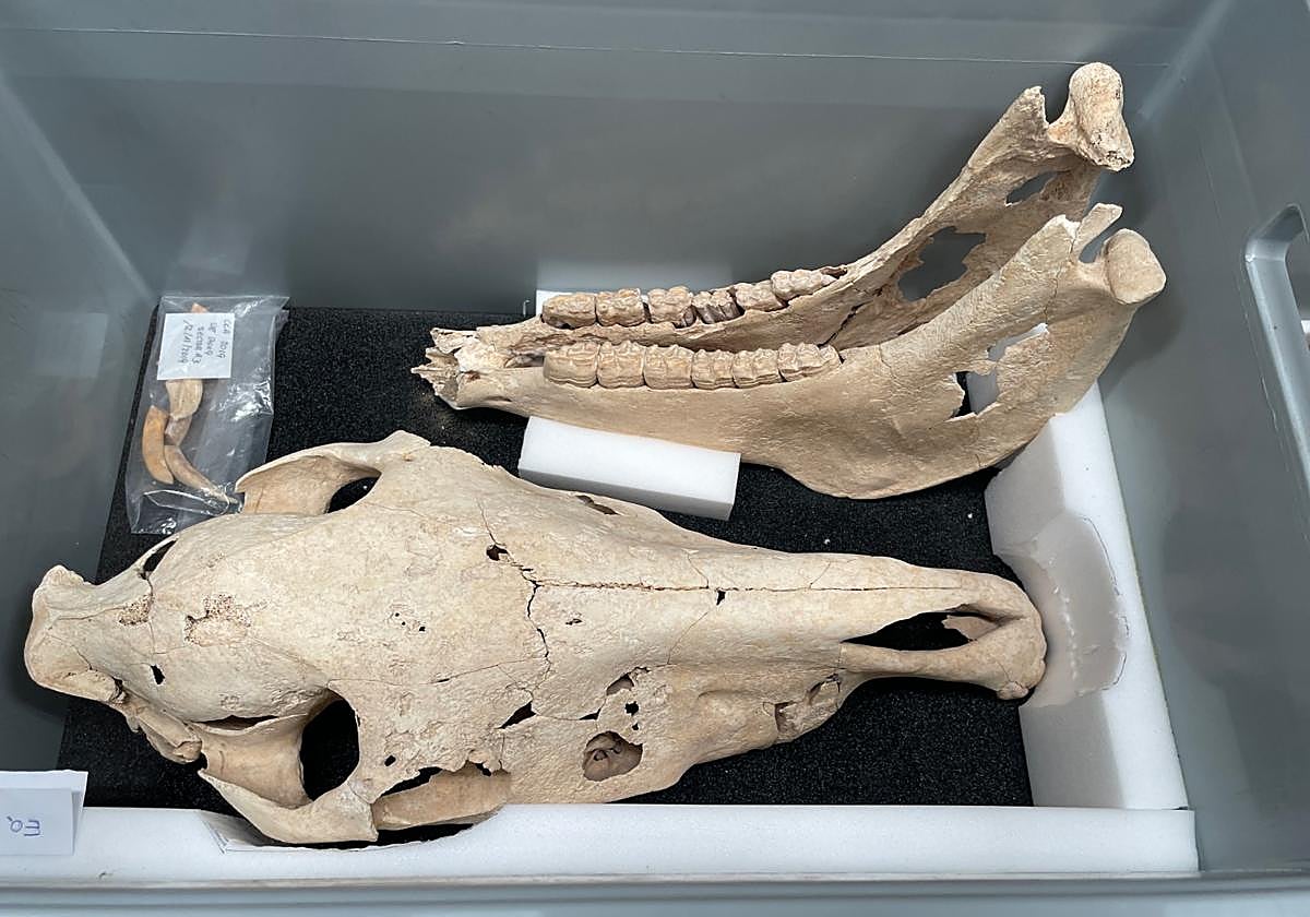 Restos óseos de aniumales encontrados en el yacimiento romano de Villena.