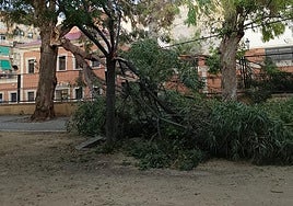 Rama caída en la plaza de Benalúa.