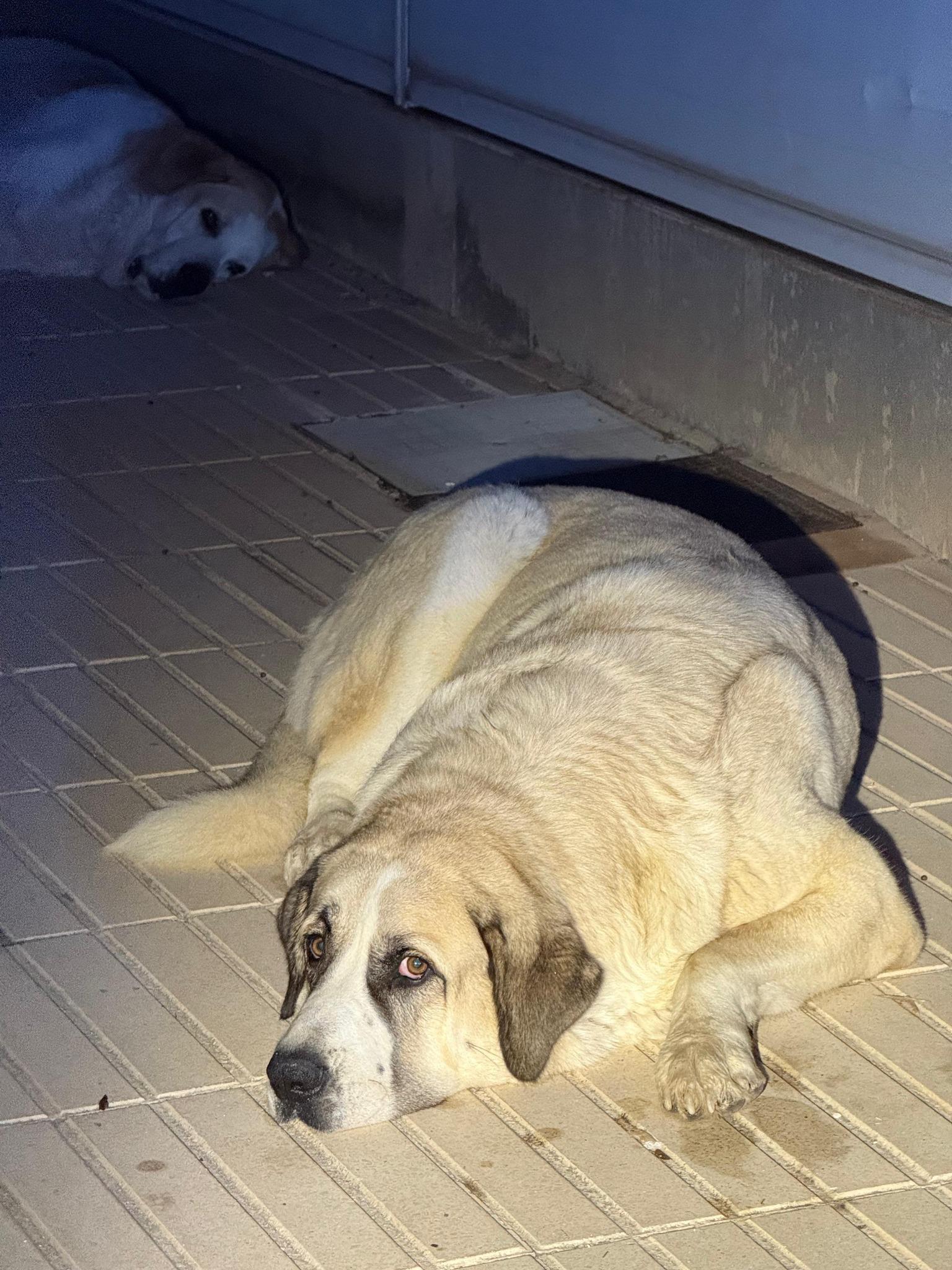 Los dos mastines hallados de madrugada en las calles de Petrer.
