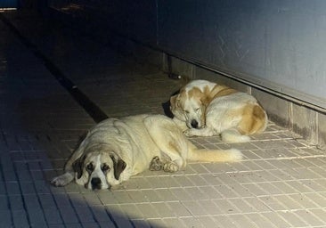 Dos perros gigantes sueltos aparecen al borde de la autovía de un municipio de Alicante