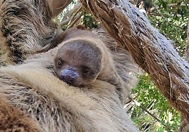 La cría de perezoso Sibú junto a su madre Charlie.