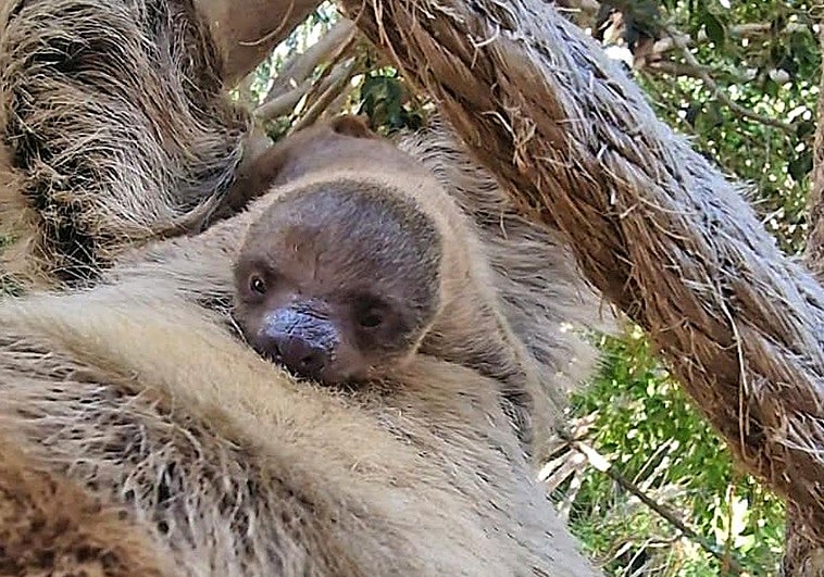 La cría de perezoso Sibú junto a su madre Charlie.