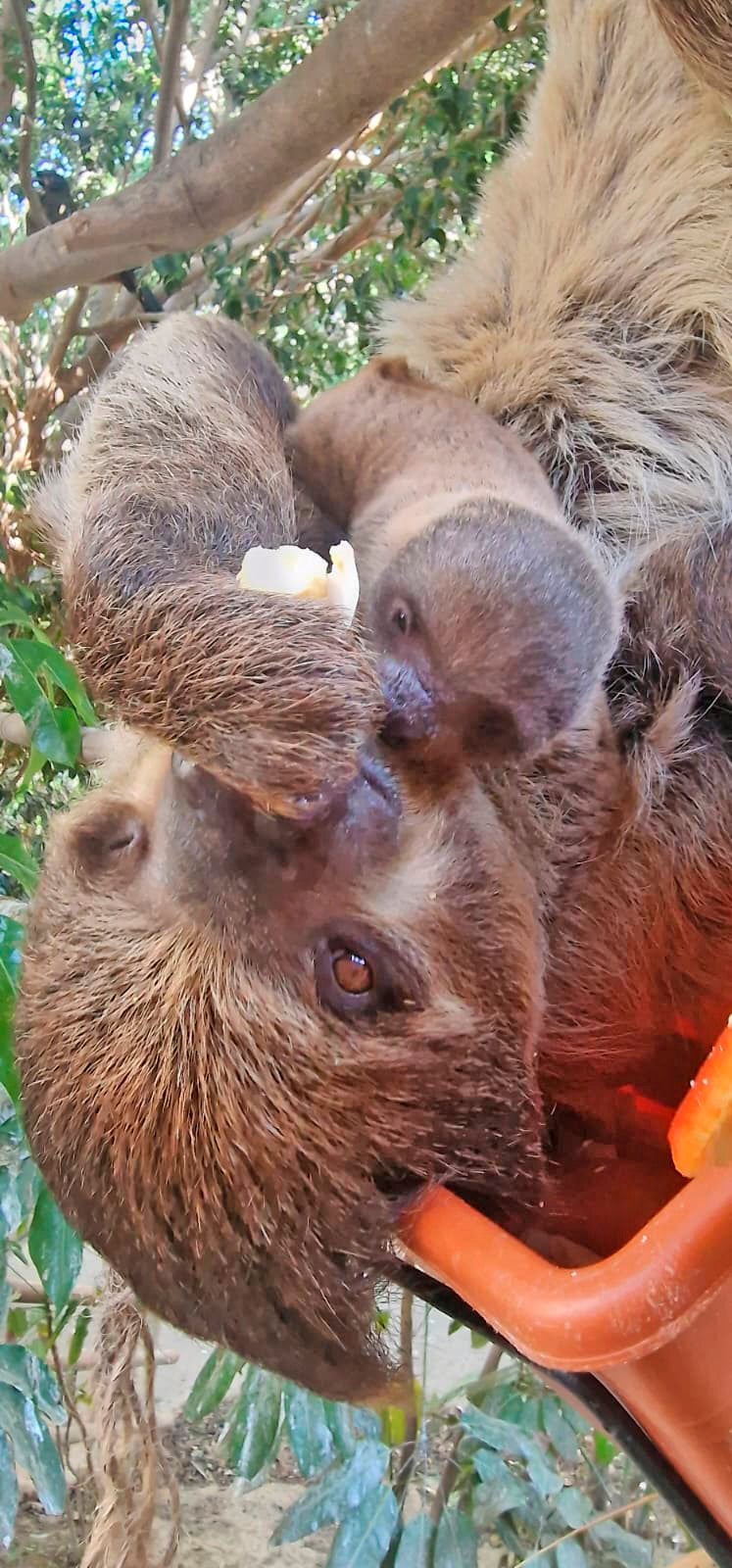 Sibú y su madre Charlie.