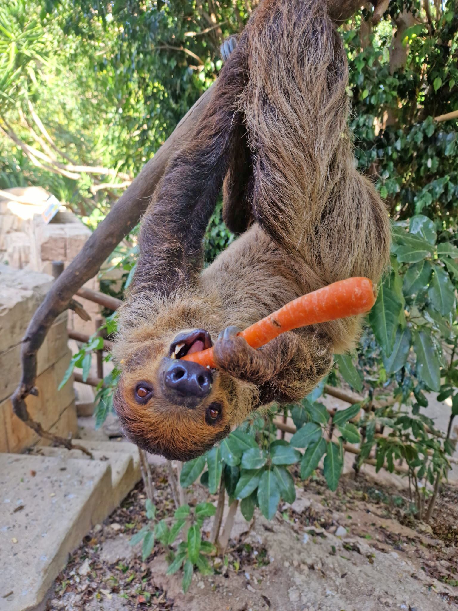 Pere, el macho perezoso de Terra Natura Benidorm.