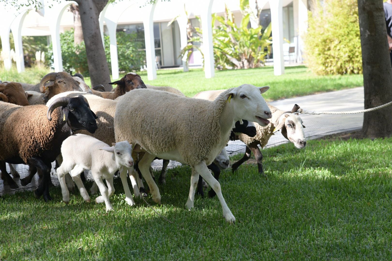 De la Cañada Real al aula magna: las ovejas toman la Universidad de Alicante por la ruta de la trashumancia